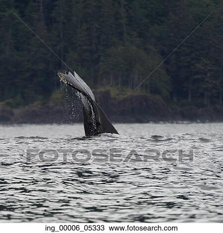 Whale in Pacific Ocean, Skeena-Queen Charlotte Regional District, Haida Gwaii, Graham Island, British Columbia, Canada View Large Photo Image Stock Image - Whale in Pacific Ocean, Skeena-Queen Charlotte Regional District, Haida Gwaii, Graham Island, British Columbia, Canada. Fotosearch