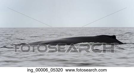 Whale in the Pacific Ocean, Skeena-Queen Charlotte Regional District, Haida Gwaii, Graham Island, British Columbia, Canada View Large Photo Image Stock Image - Whale in the Pacific Ocean, Skeena-Queen Charlotte Regional District, Haida Gwaii, Graham Island, British Columbia, Canada. Fotosearch