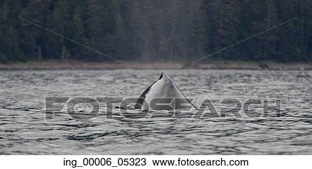 Whale in the Pacific Ocean, Skeena-Queen Charlotte Regional District, Haida Gwaii, Graham Island, British Columbia, Canada View Large Photo Image Stock Image - Whale in the Pacific Ocean, Skeena-Queen Charlotte Regional District, Haida Gwaii, Graham Island, British Columbia, Canada. Fotosearch