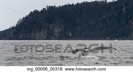 Whale in the Pacific Ocean, Skeena-Queen Charlotte Regional District, Haida Gwaii, Graham Island, British Columbia, Canada View Large Photo Image Stock Photo - Whale in the Pacific Ocean, Skeena-Queen Charlotte Regional District, Haida Gwaii, Graham Island, British Columbia, Canada. Fotosearch