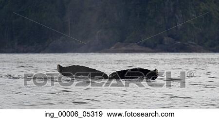 Whale in the Pacific Ocean, Skeena-Queen Charlotte Regional District, Haida Gwaii, Graham Island, British Columbia, Canada View Large Photo Image Stock Photo - Whale in the Pacific Ocean, Skeena-Queen Charlotte Regional District, Haida Gwaii, Graham Island, British Columbia, Canada. Fotosearch
