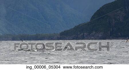 Whale surfacing in the Pacific Ocean, Skeena-Queen Charlotte Regional District, Haida Gwaii, Graham Island, British Columbia, Canada View Large Photo Image Picture - Whale surfacing in the Pacific Ocean, Skeena-Queen Charlotte Regional District, Haida Gwaii, Graham Island, British Columbia, Canada. Fotosearch