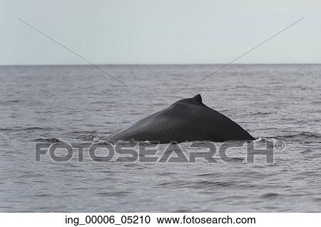 Whale surfacing in the Pacific Ocean, Skeena-Queen Charlotte Regional District, Haida Gwaii, Graham Island, British Columbia, Canada View Large Photo Image Stock Image - Whale surfacing in the Pacific Ocean, Skeena-Queen Charlotte Regional District, Haida Gwaii, Graham Island, British Columbia, Canada. Fotosearch