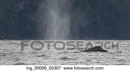 Whale surfacing in the Pacific Ocean, Skeena-Queen Charlotte Regional District, Haida Gwaii, Graham Island, British Columbia, Canada View Large Photo Image Stock Photo - Whale surfacing in the Pacific Ocean, Skeena-Queen Charlotte Regional District, Haida Gwaii, Graham Island, British Columbia, Canada. Fotosearch
