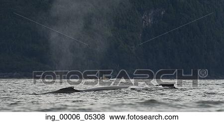 Whale surfacing in the Pacific Ocean, Skeena-Queen Charlotte Regional District, Haida Gwaii, Graham Island, British Columbia, Canada View Large Photo Image Stock Photo - Whale surfacing in the Pacific Ocean, Skeena-Queen Charlotte Regional District, Haida Gwaii, Graham Island, British Columbia, Canada. Fotosearch