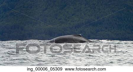 Whale surfacing in the Pacific Ocean, Skeena-Queen Charlotte Regional District, Haida Gwaii, Graham Island, British Columbia, Canada View Large Photo Image Stock Photo - Whale surfacing in the Pacific Ocean, Skeena-Queen Charlotte Regional District, Haida Gwaii, Graham Island, British Columbia, Canada. Fotosearch