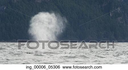 Whale surfacing in the Pacific Ocean, Skeena-Queen Charlotte Regional District, Haida Gwaii, Graham Island, British Columbia, Canada View Large Photo Image Stock Photograph - Whale surfacing in the Pacific Ocean, Skeena-Queen Charlotte Regional District, Haida Gwaii, Graham Island, British Columbia, Canada. Fotosearch