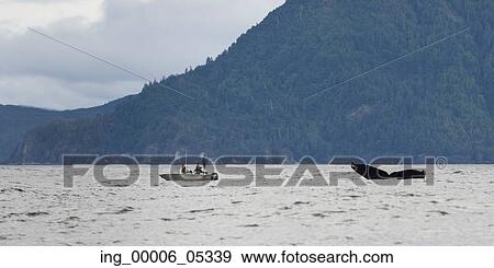 Whale with fishing boat in Pacific Ocean, Skeena-Queen Charlotte Regional District, Haida Gwaii, Graham Island, British Columbia, Canada View Large Photo Image Stock Photo - Whale with fishing boat in Pacific Ocean, Skeena-Queen Charlotte Regional District, Haida Gwaii, Graham Island, British Columbia, Canada. Fotosearch