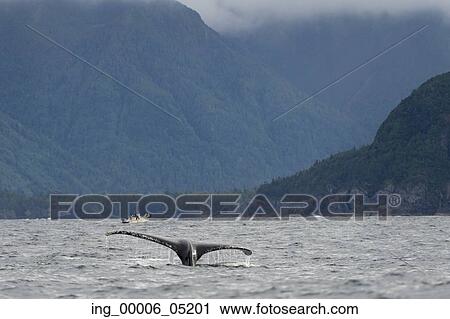 Whale’ s tail in the Pacific Ocean, Skeena-Queen Charlotte Regional District, Haida Gwaii, Graham Island, British Columbia, Canada View Large Photo Image Stock Image - Whale’ s tail in the Pacific Ocean, Skeena-Queen Charlotte Regional District, Haida Gwaii, Graham Island, British Columbia, Canada. Fotosearch