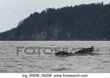 Whale’ s tail surfacing in the Pacific Ocean, Skeena-Queen Charlotte Regional District, Haida Gwaii, Graham Island, British Columbia, Canada View Large Photo Image Stock Photo - Whale’ s tail surfacing in the Pacific Ocean, Skeena-Queen Charlotte Regional District, Haida Gwaii, Graham Island, British Columbia, Canada. Fotosearch