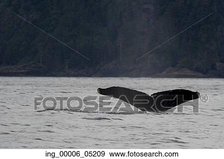 Whale’ s tail surfacing in the Pacific Ocean, Skeena-Queen Charlotte Regional District, Haida Gwaii, Graham Island, British Columbia, Canada View Large Photo Image Stock Photo - Whale’ s tail surfacing in the Pacific Ocean, Skeena-Queen Charlotte Regional District, Haida Gwaii, Graham Island, British Columbia, Canada. Fotosearch