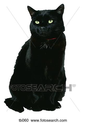 Stock Image - Photograph of a black cat. Fotosearch