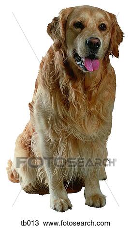 Photograph of a Golden Retriever View Large Photo Image Stock Image - Photograph of a Golden Retriever. Fotosearch