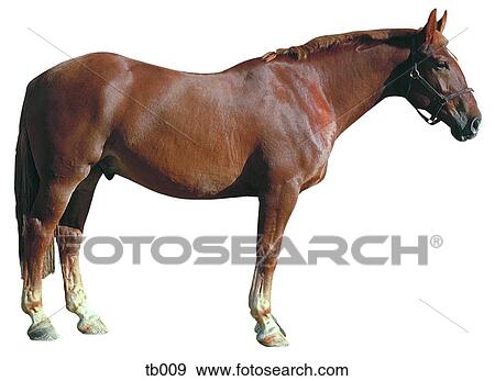 Photograph of a medium/heavy horse View Large Photo Image Stock Photo - Photograph of a medium/heavy horse. Fotosearch