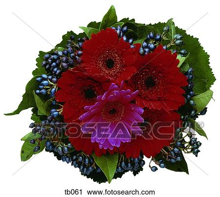 Photograph of a pot plant View Large Photo Image Stock Image - Photograph of a pot plant. Fotosearch
