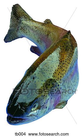 Photograph of a salmon View Large Photo Image Picture - Photograph of a salmon. Fotosearch