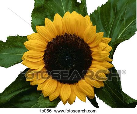 Photograph of a sunflower head View Large Photo Image Stock Photograph - Photograph of a sunflower head. Fotosearch
