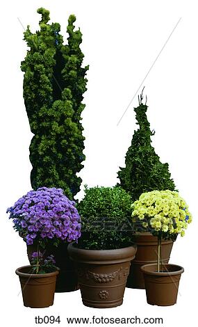 Photograph Of Various Outdoor Plants And Shrubs Picture Tb094 Outdoor Plants And Shrubs Picture