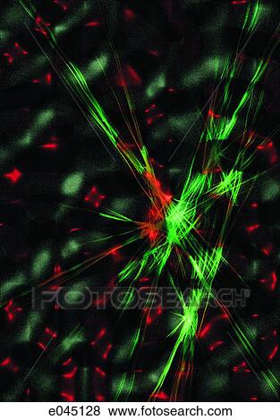 Stock Photo - Digital Image IMP139. Fotosearch