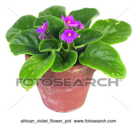 African violet flower pot View Large Photo Image Stock Photograph - African violet flower pot. Fotosearch