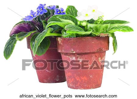 African violet flower pots View Large Photo Image Stock Photograph - African violet flower pots. Fotosearch