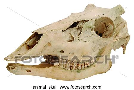 Stock Image - Animal skull. Fotosearch