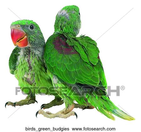 Stock Photograph - Birds green budgies. Fotosearch