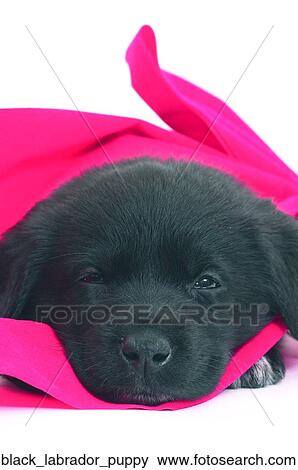 Black labrador puppy View Large Photo Image Stock Photo - Black labrador puppy. Fotosearch