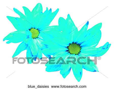 Stock Photograph - Blue daisies. Fotosearch