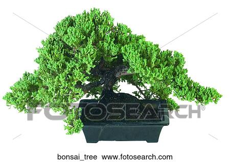 Bonsai tree View Large Photo Image Stock Image - Bonsai tree. Fotosearch