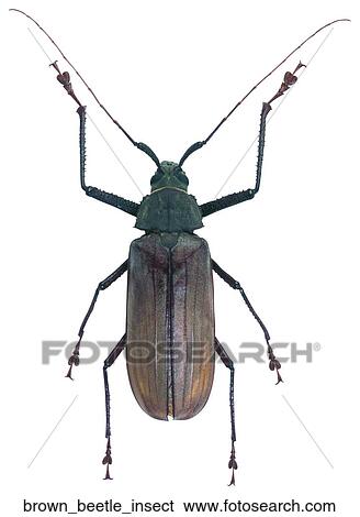 Brown beetle insect View Large Photo Image Stock Photograph - Brown beetle insect. Fotosearch