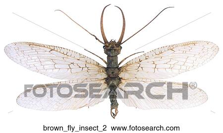 Stock Image - Brown fly insect 2. Fotosearch