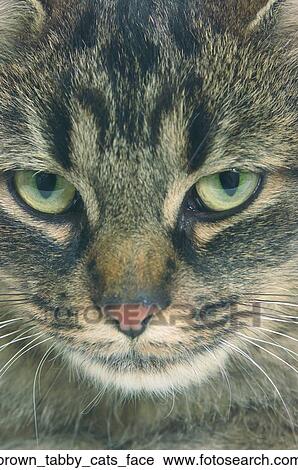 Stock Image - Brown tabby cats face. Fotosearch