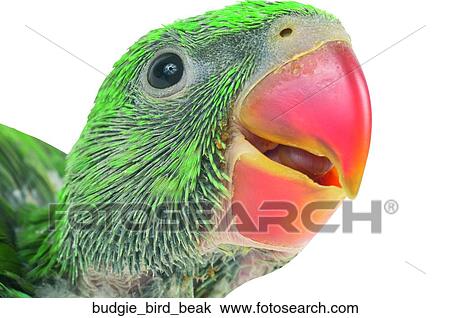 Budgie bird beak View Large Photo Image Stock Image - Budgie bird beak. Fotosearch