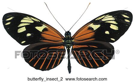 Butterfly insect 2 View Large Photo Image Stock Image - Butterfly insect 2. Fotosearch