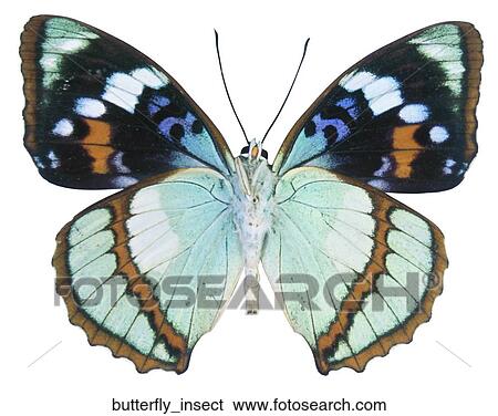 Butterfly insect View Large Photo Image Stock Photograph - Butterfly insect. Fotosearch