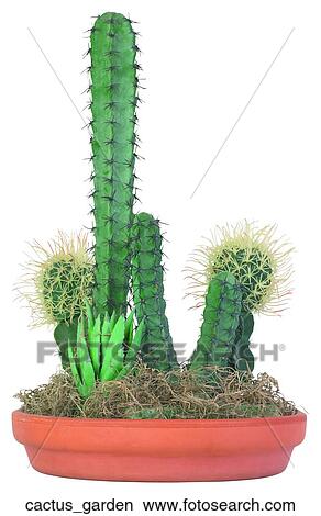 Cactus garden View Large Photo Image Picture - Cactus garden. Fotosearch