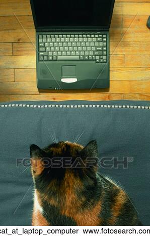 Stock Photography - Cat at laptop computer. Fotosearch