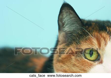 Cats face View Large Photo Image Stock Image - Cats face. Fotosearch