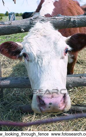 Cow looking through fence View Large Photo Image Stock Image - Cow looking through fence. Fotosearch