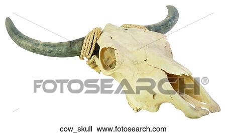 Stock Image - Cow skull. Fotosearch