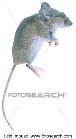 Field mouse View Large Photo Image Stock Image - Field mouse. Fotosearch