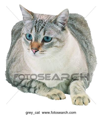 Stock Photograph - Grey cat. Fotosearch