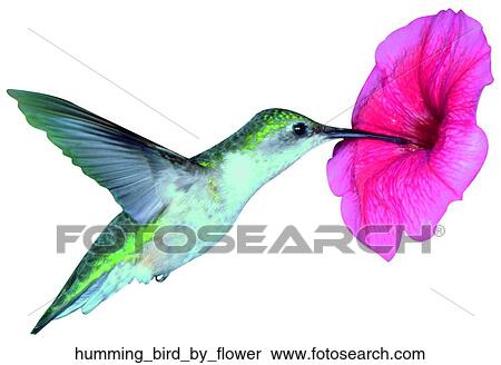 Humming bird by flower View Large Photo Image Stock Photography - Humming bird by flower. Fotosearch