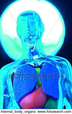 Stock Photograph - Internal body organs. Fotosearch