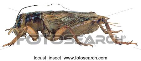 Locust insect View Large Photo Image Stock Photograph - Locust insect. Fotosearch
