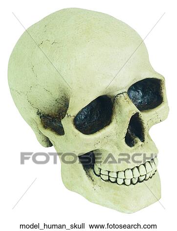 Stock Image - Model human skull. Fotosearch