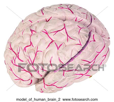 Model of human brain 2 View Large Photo Image Stock Image - Model of human brain 2. Fotosearch