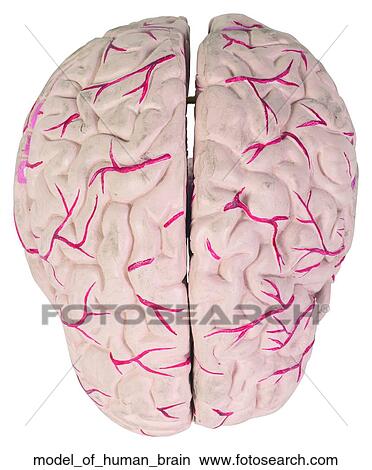 Picture - Model of human brain. Fotosearch