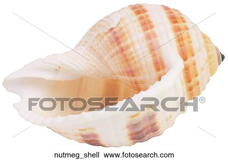 Stock Image - Nutmeg shell. Fotosearch
